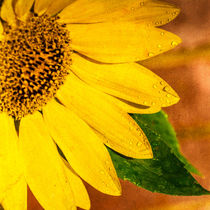 Sun-kissed Sunflower von Jon Woodhams