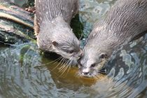 Otter by Ralf Wolter