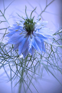 Jungfer im Blauen von Heidrun Lutz