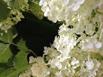 Hydrangea von Ruth Baker