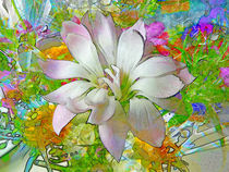 white flower by urs-foto-art