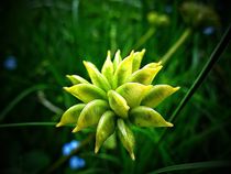 Seed of Kingcup [Caltha palustris] von Andreas Theis