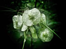 Fruits of the Hop Tree (Ptelea trifoliata) von Andreas Theis