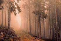 Thüringer Wald von Oliver Helbig