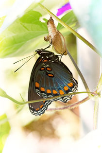 Butterfly Nursery by Jon Woodhams