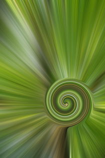 grüne Spirale by alana
