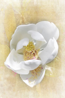 Sweet Southern Magnolia by Judy Hall-Folde