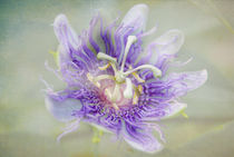 Passion Flower von Judy Hall-Folde