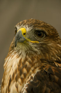 Red Tailed Hawk von Jacqi Elmslie