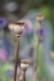 Mohn II von Ivonne Wentzler