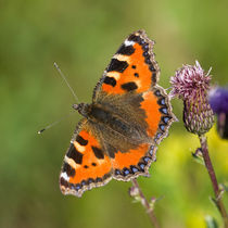 Kleiner Fuchs (Aglais urticae) by Walter Layher