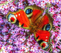 The Peacock Butterfly by Stephen Walton