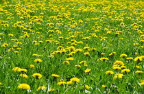 Blumenwiese im Frühling von caladoart