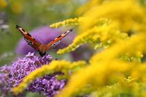 butterfly feeding by mark severn