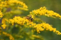 hoverfly von mark severn