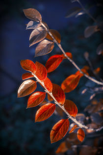 Autumn Red Branch von cinema4design