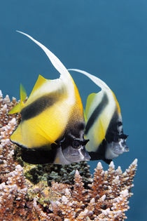 Red Sea Bannerfish II von Norbert Probst