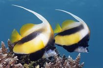 Red Sea Bannerfish von Norbert Probst