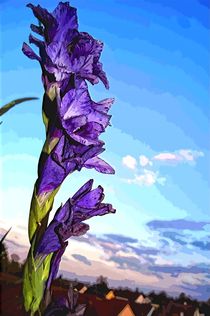 Gladiolus purple by Helmut Schneller