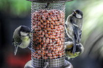 Birds at Feeder by Stephen Walton