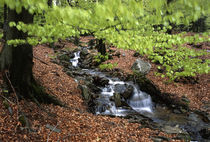 Rivulet running through a beech forest von Intensivelight Panorama-Edition