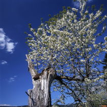 Old tree flowering in spring von Intensivelight Panorama-Edition