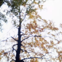 Autumn beech with glowing leaves von Intensivelight Panorama-Edition