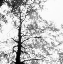 Beech tree in autumn with glowing foliage - monochrome von Intensivelight Panorama-Edition