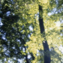 Beech tree with glowing leaves by Intensivelight Panorama-Edition