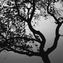 Silhouette of an apple tree at sunset - monochrome by Intensivelight Panorama-Edition