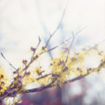 Chinese witch hazel - light von Intensivelight Panorama-Edition