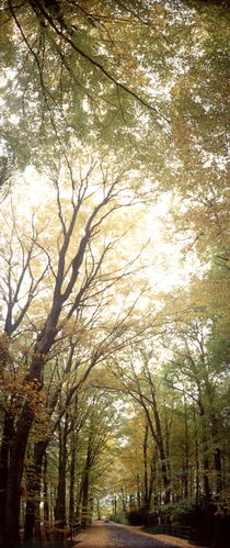 Road through an autumn-colored forest by Intensivelight Panorama-Edition