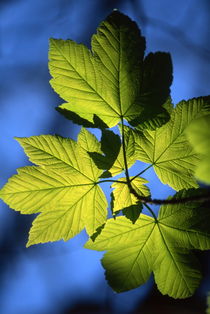 Green maples leaves in spring von Intensivelight Panorama-Edition