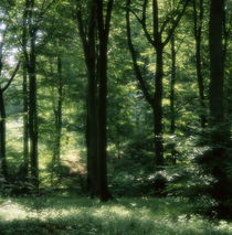 Green light in the forest von Intensivelight Panorama-Edition