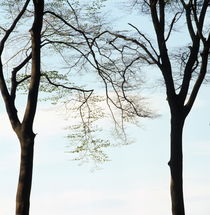 Two beech trees in spring by Intensivelight Panorama-Edition