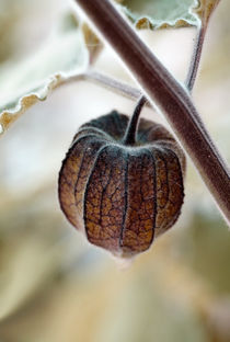 Physalis von Heidrun Lutz