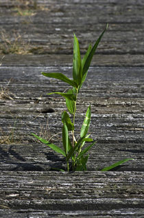 Grass von fotolos