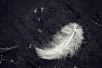 White Feather by Vicki Field