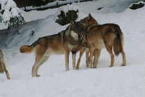 Wolf pack standing close to each other by Intensivelight Panorama-Edition