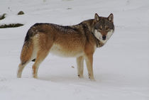 Wolf at dusk in winter by Intensivelight Panorama-Edition