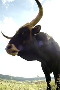Black bull on a meadow von Intensivelight Panorama-Edition