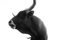 Portrait of a black bull - monochrome von Intensivelight Panorama-Edition