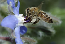 Honey bee gathering nectar von Intensivelight Panorama-Edition