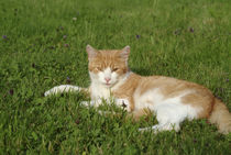 Lazy cat von Intensivelight Panorama-Edition