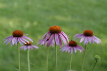 Echinacea purpurea flowers von Intensivelight Panorama-Edition