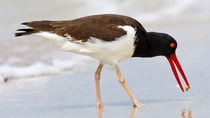 Austernfischer (Haematopus palliatus) mit Krabbe von Ulrich Missbach