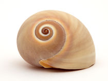 Fechterschnecke (Neverita duplicata) vor weißem Hintergrund by Ulrich Missbach