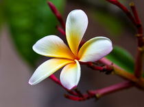 Frangipani (Plumeria alba) schöne Blühte in weiss by Ulrich Missbach