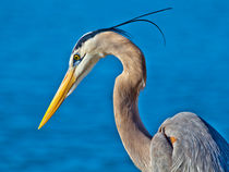 Graureiher, Ardea herodias, portrait von Ulrich Missbach