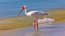 Ibis vor einer Welle von Ulrich Missbach